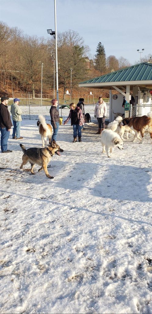 Village of Painted Post Craig Park Dog Park a variety of large dogs walking around the dog park on the snow with their owners